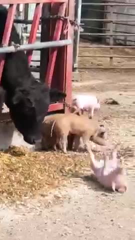 HILARIOUS Baby Pig Learns It's Way Around The Farm