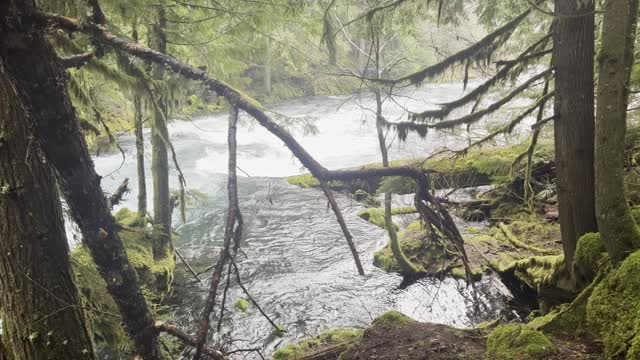 Distinct Rainforest Feel of Willamette National Forest – Sahalie Falls & Koosah Falls Loop – 4K