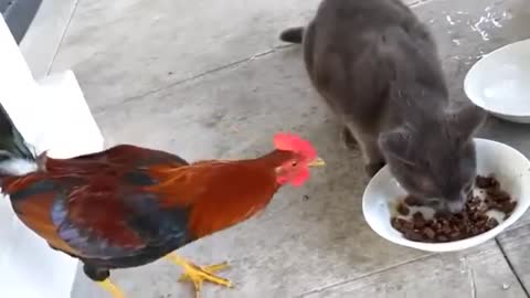 Funny animals, a rooster against a cat.
