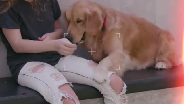 Dog training