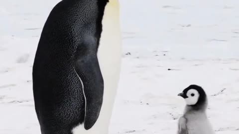 Baby Penguin