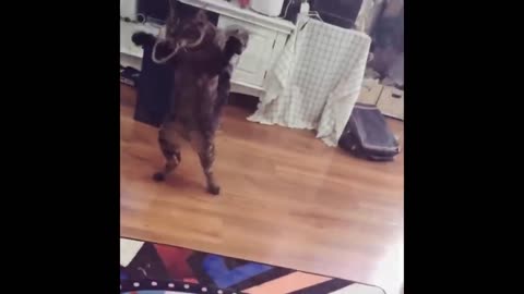 Best Funny Animals Video 2022 - Newest Cats😹 and Dogs🐶
