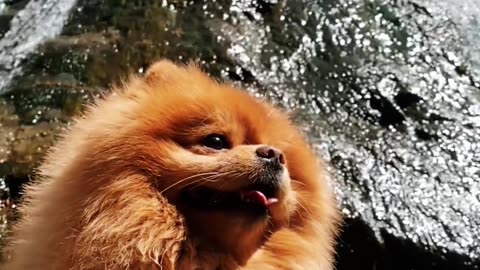 Slow Motion cute Dog