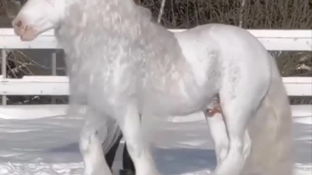 Horse SOO Cute! Cute And funny horse Videos Compilation cute moment #23