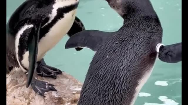 This is what a penguin sounds like