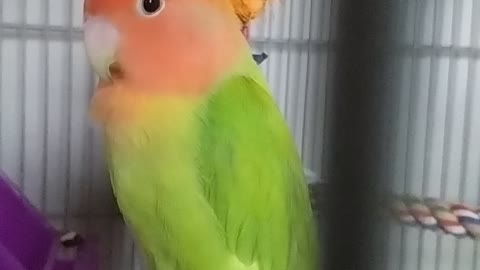 My Bird Follow For More