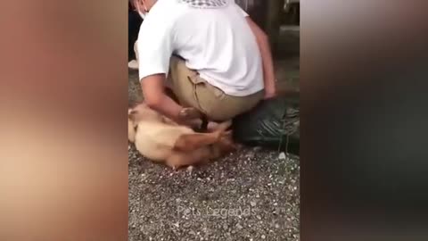 FunnyCatVideos