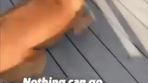 Funny cat And dog video 😂