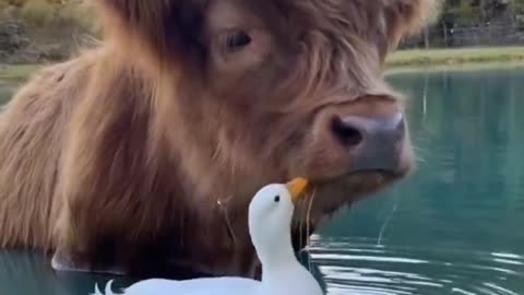 Duck loves mooo