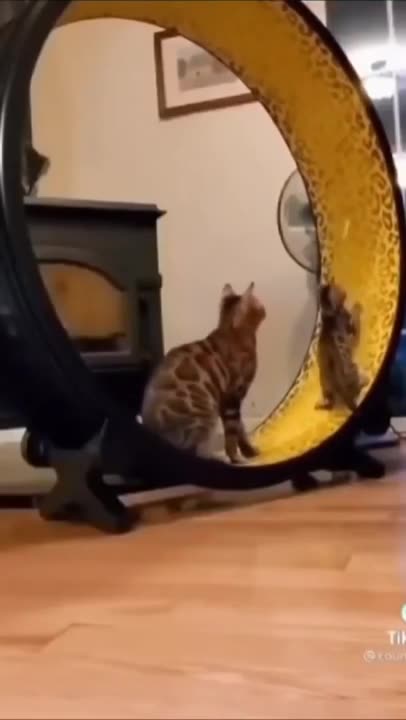 Cute Cat Funny Video