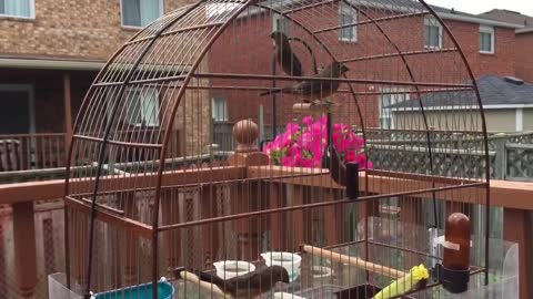 young male Towa Towa in one cage singing