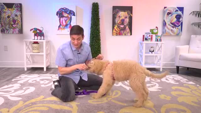 Train your puppies and learn them 6 tricks in a day