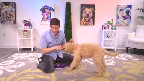 Train your puppies and learn them 6 tricks in a day