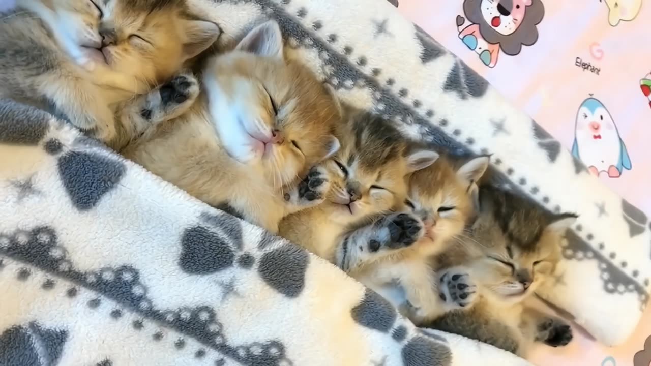 Cute sleeping cat