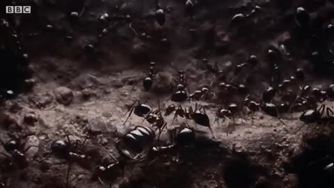 BBC Earth 50 Top Natural History Moments