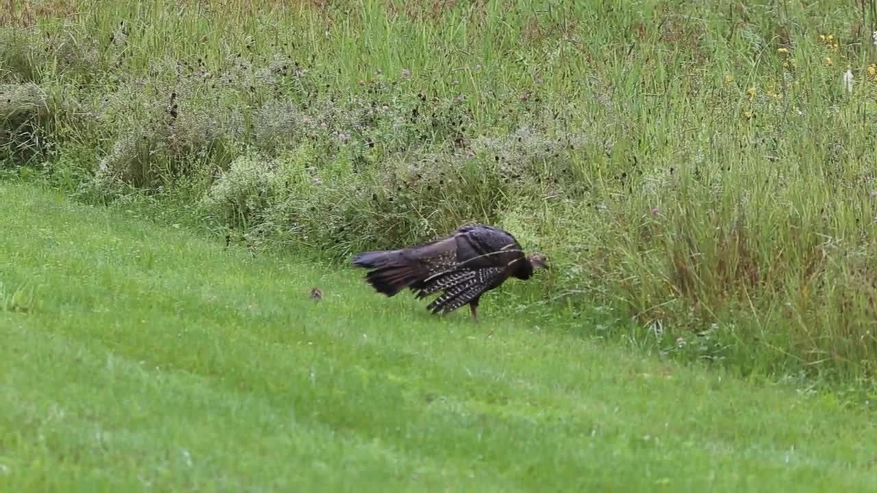 An American wild turkey with her baby walking through a field.