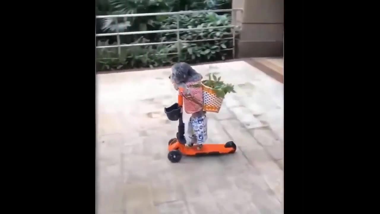 Funny animals