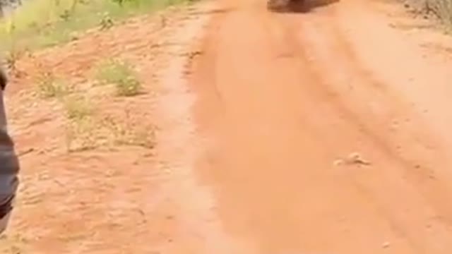 Rhinoceros chases truck wildlife funny animals