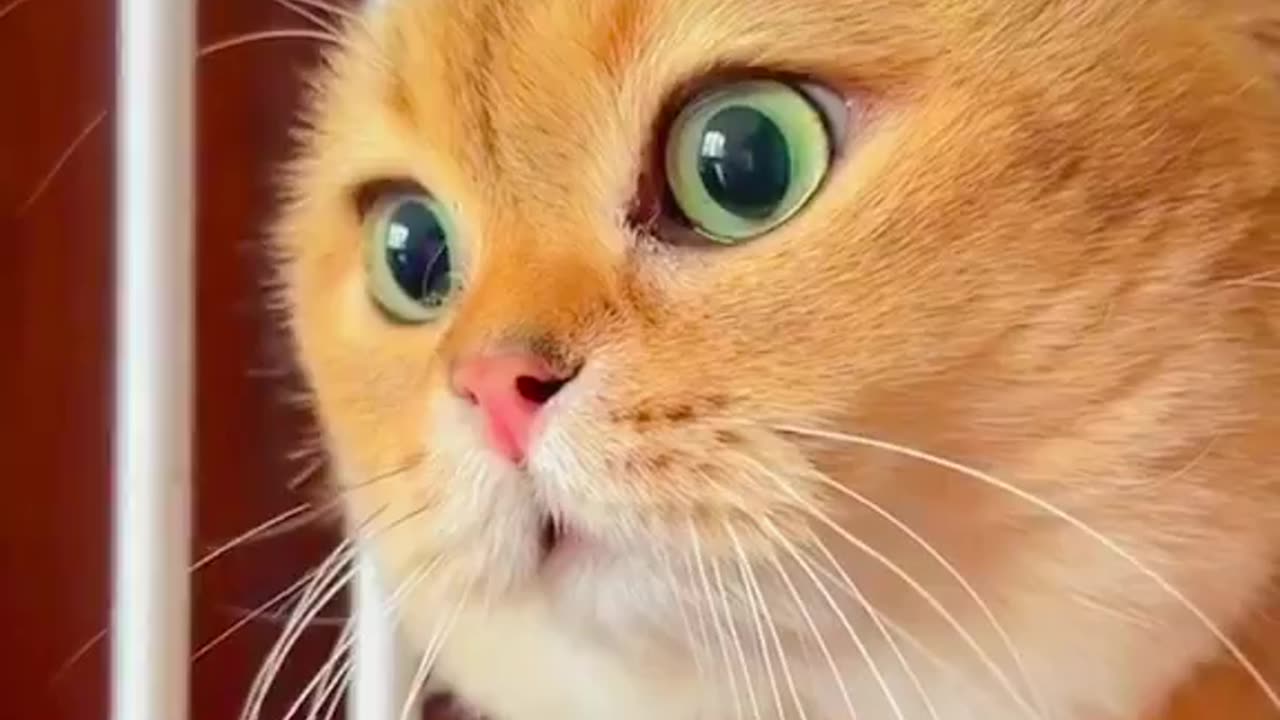 Cat 😺 funny 😂 video