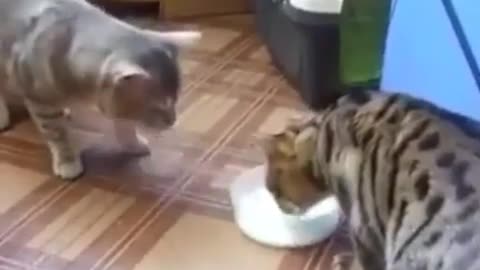 Funny Cats 😂