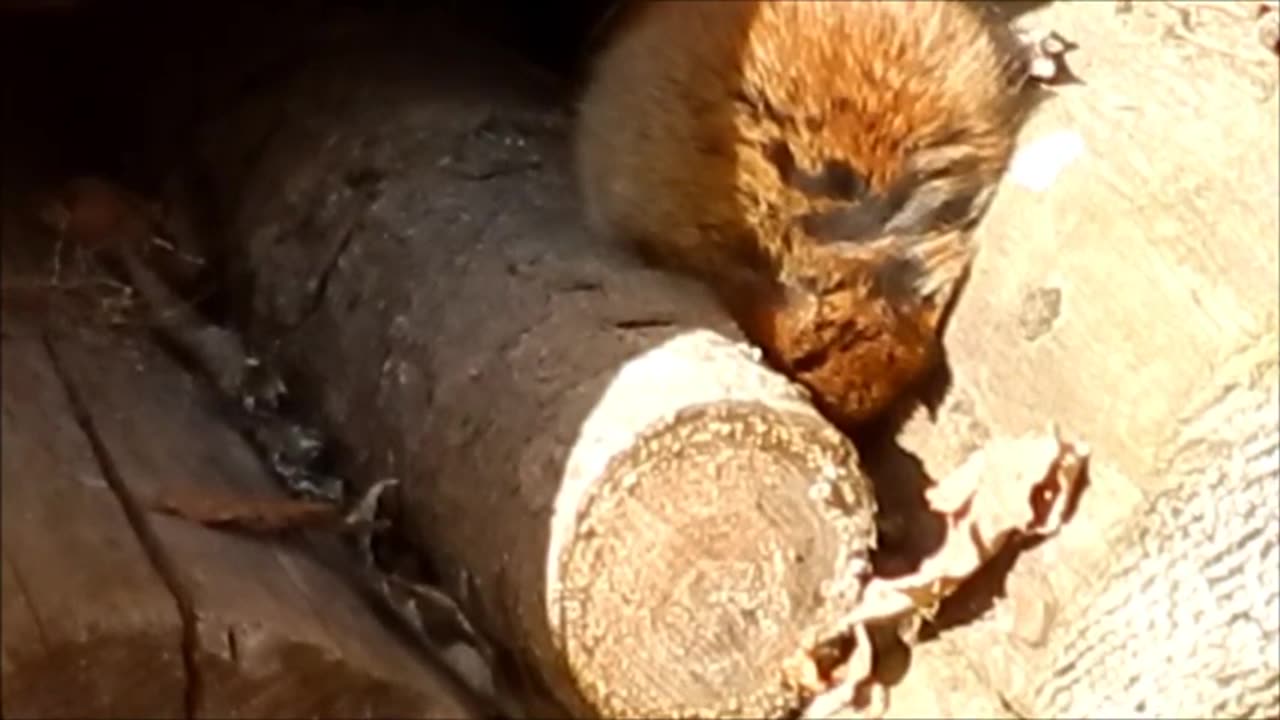 Metsämyyrän päiväunet