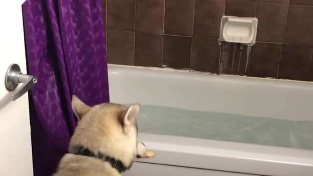 Husky conquers fear of water by fetching slice of pizza