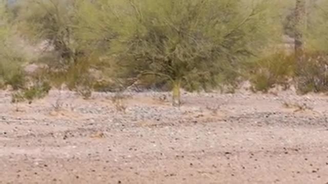 Cabeza Prieta NWR_ Saving the Sonoran Pronghorn_1