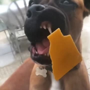 Life in the Matrix I see the cheese but can I eat and feel the cheese #shorts #viral