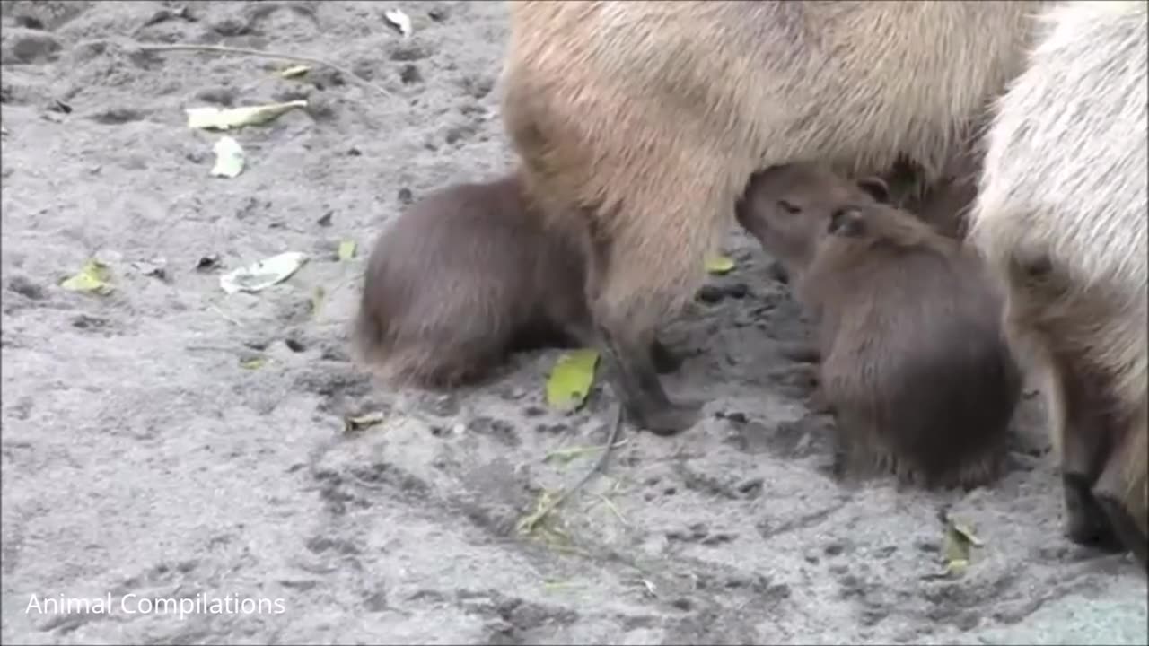 Cute Baby Capybara