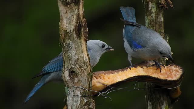 A blue couple birds