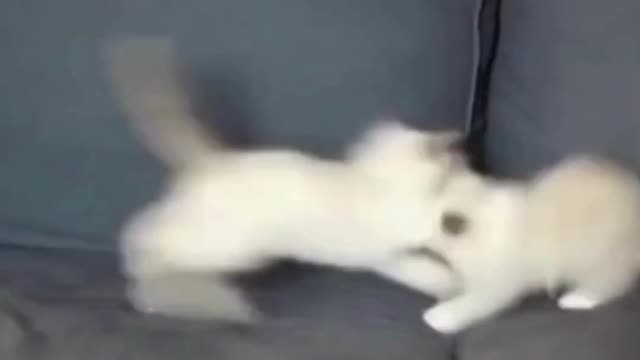 A Birman kitten plays attack.