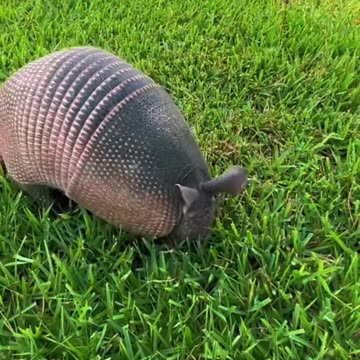 Armadillos