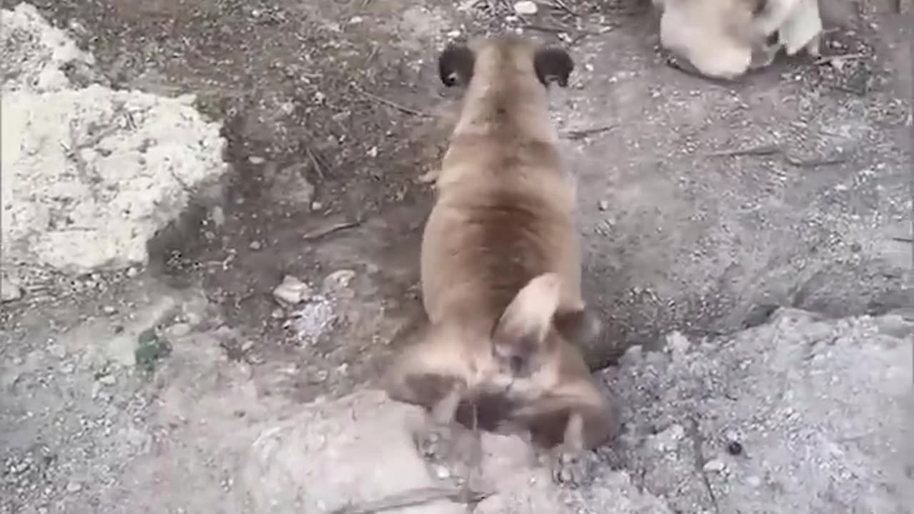 Funny Animal Videos# 5