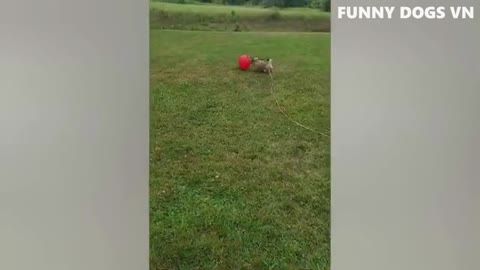 Funniest Animals Trending Video | Try Not to Laugh Animals 2022