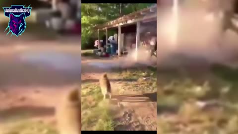 Animal Antics: The Comedy Series #5 #AnimalAnticsHQ