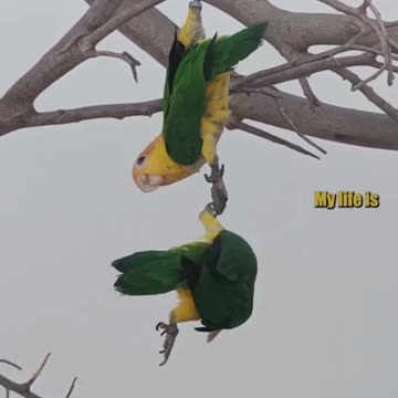 parrotise falls 🎥: caiques_canarias