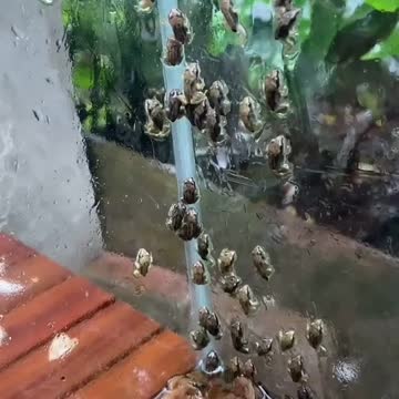 how many do you think there is This will definitely