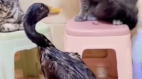 Duck vs Cats #funny #comedy #viral