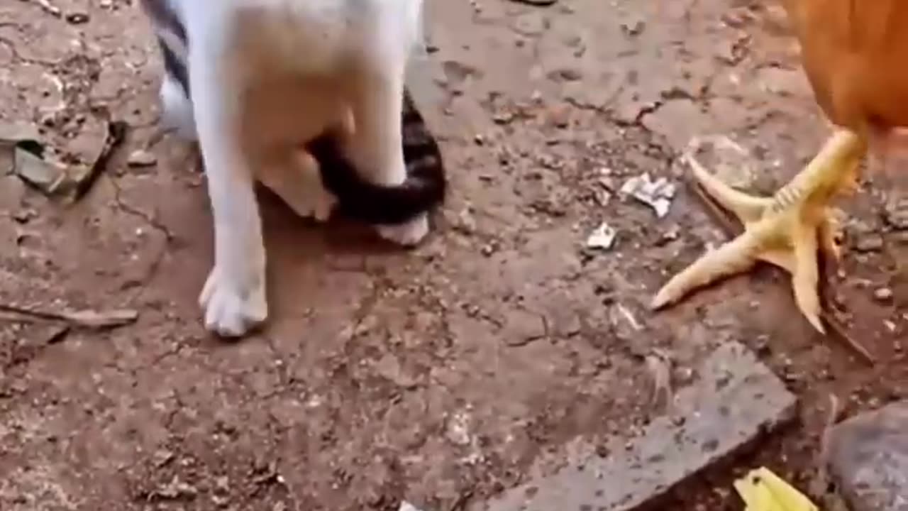 Cat vs chicken