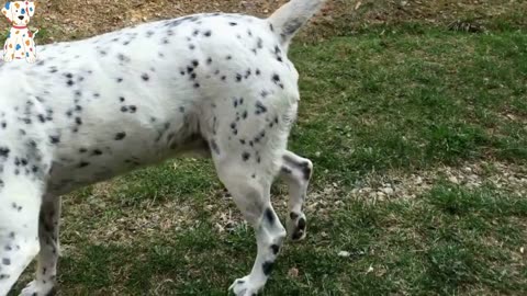 Meet the Dalmatian:A Look at the Breed's Unique Characteristics