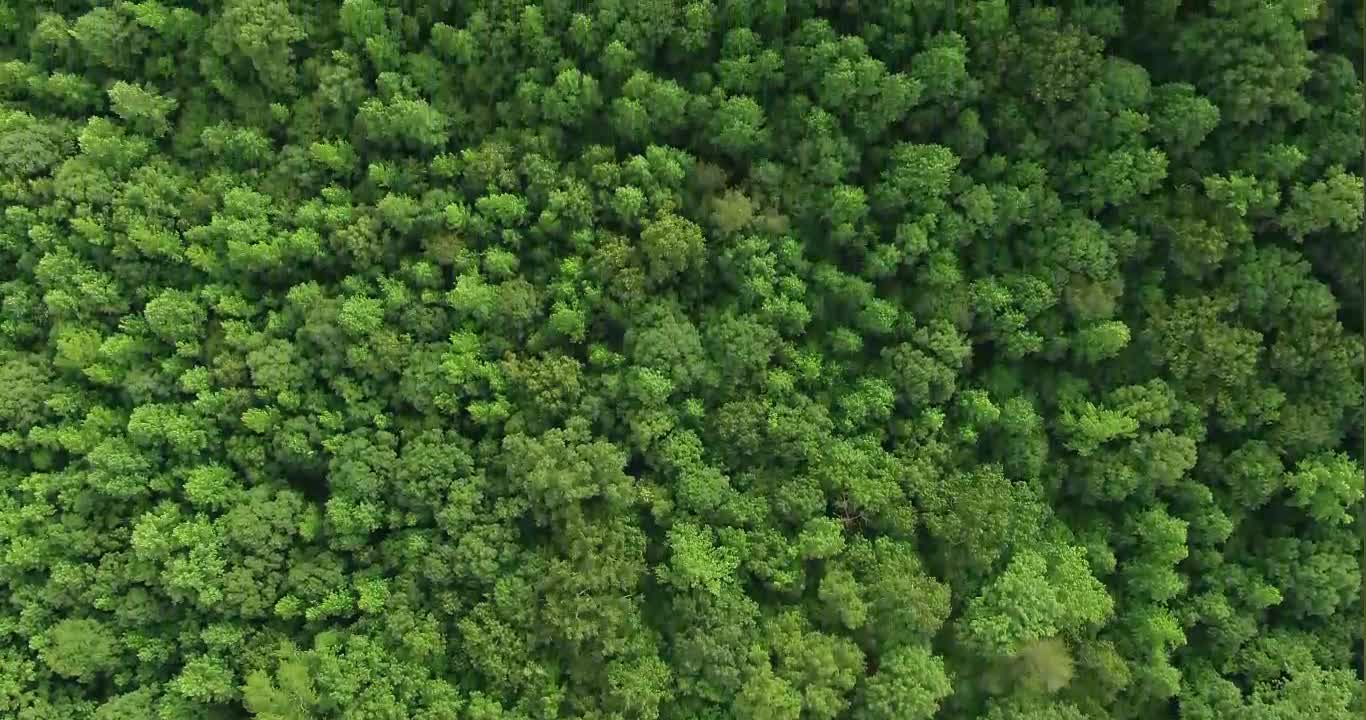 There were more than a dozen tall and large maple trees