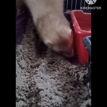 Up close ferret digging in sand!!