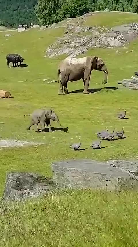 Cute Baby Elephant Trips While Playing With Birds