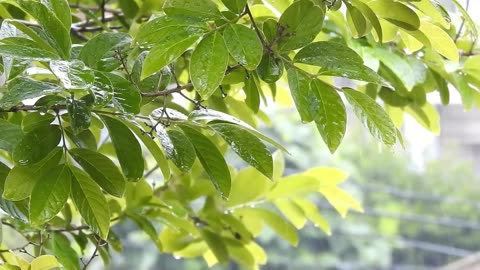 Rainy day. Sounds of nature. Sounds of meditation. Relaxation sounds.