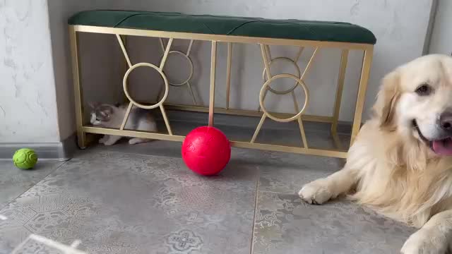 Golden Retriever and Baby Kitten are playing with a ball