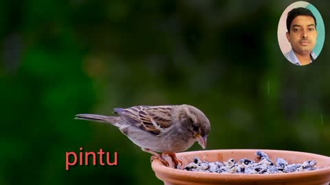 sparrow bird