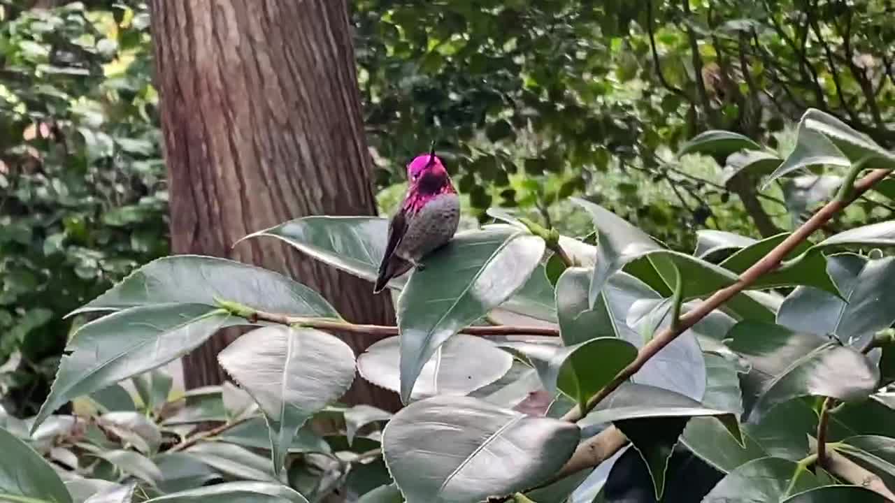 Beautiful hummingbird poses for a pic