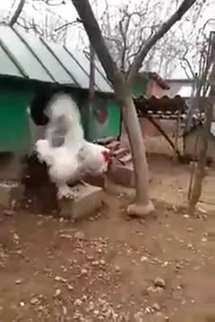 Godzilla of Chickens