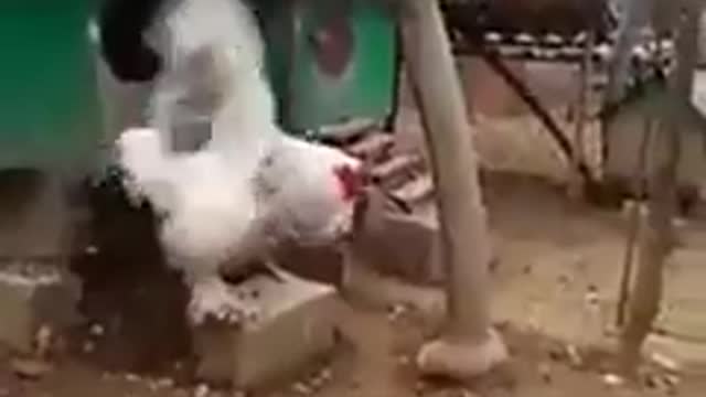 Godzilla of Chickens