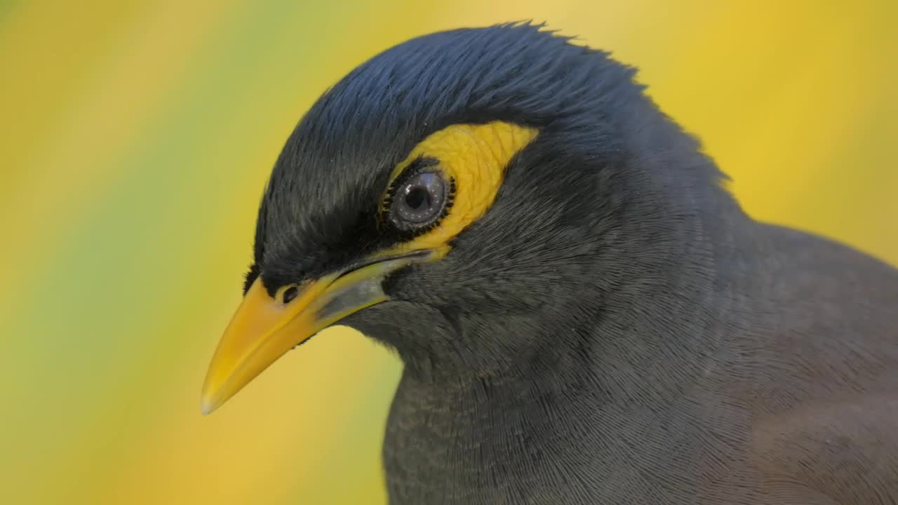 Mynah looking around